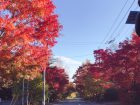 秋の山梨県ドライブでみた紅葉