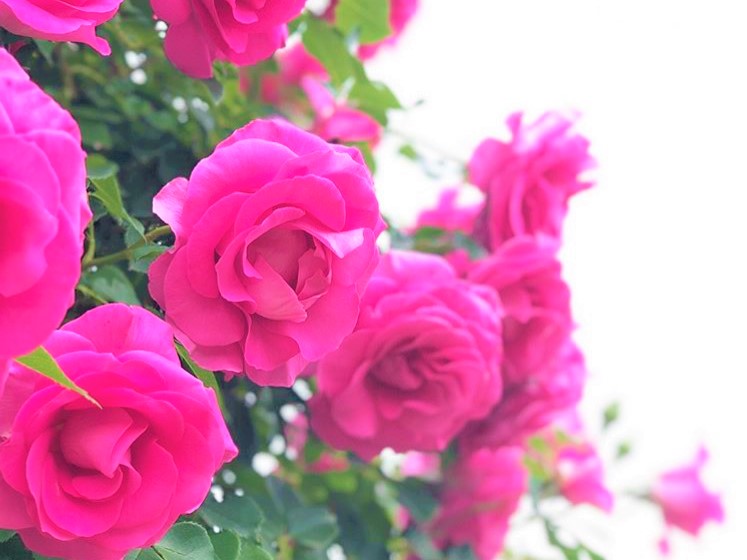 あしかがフラワーパークのお花畑のピンクのバラの画像