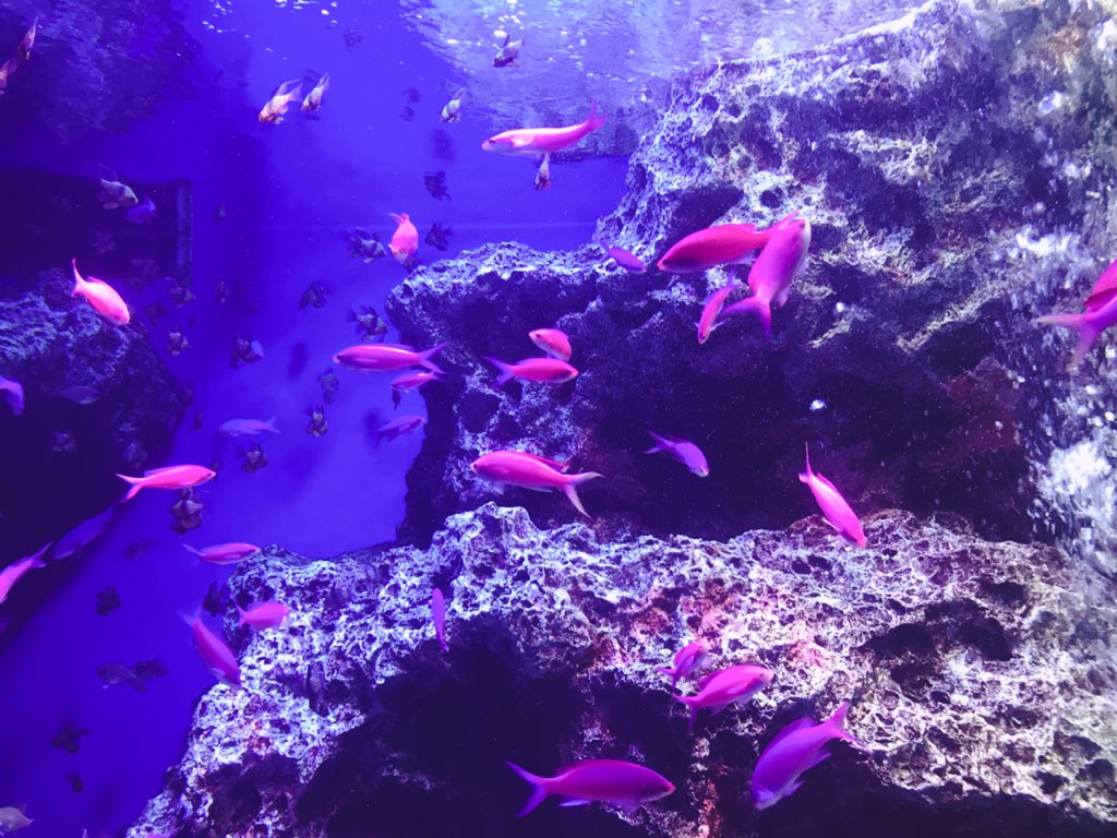 エプソンアクアパーク品川のかわいいピンクの魚